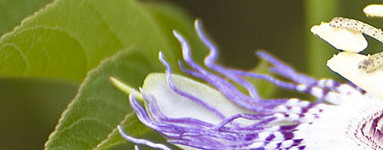 Pasijonka (Passiflora incarnata)